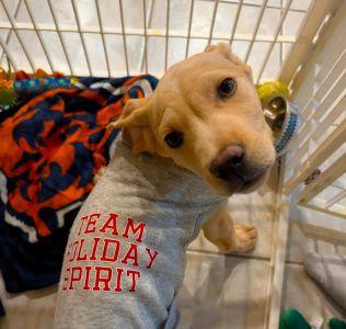 Enlarge Rudolf, an adopted Mixed Breed in Schaumburg, IL image 6/6