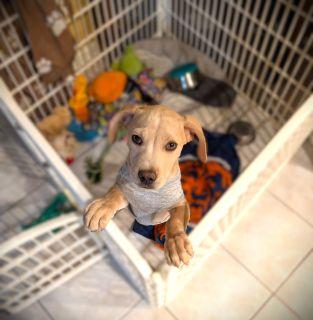 Enlarge Rudolf, an adopted Mixed Breed in Schaumburg, IL image 5/6