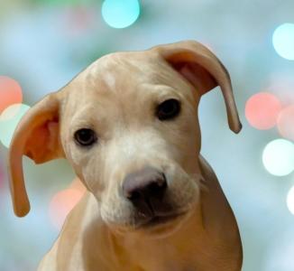 Rudolf, ADOPTABLE, Puppy Male Mixed Breed.