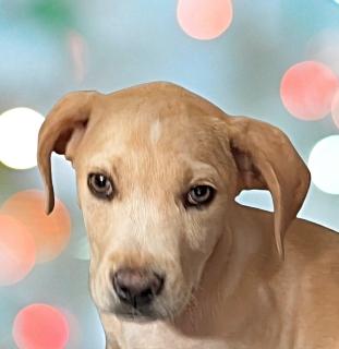 Enlarge Rudolf, a ADOPTABLE Mixed Breed in Schaumburg, IL image 1/3