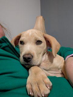 Enlarge Rudolf, a ADOPTABLE Mixed Breed in Schaumburg, IL image 2/3