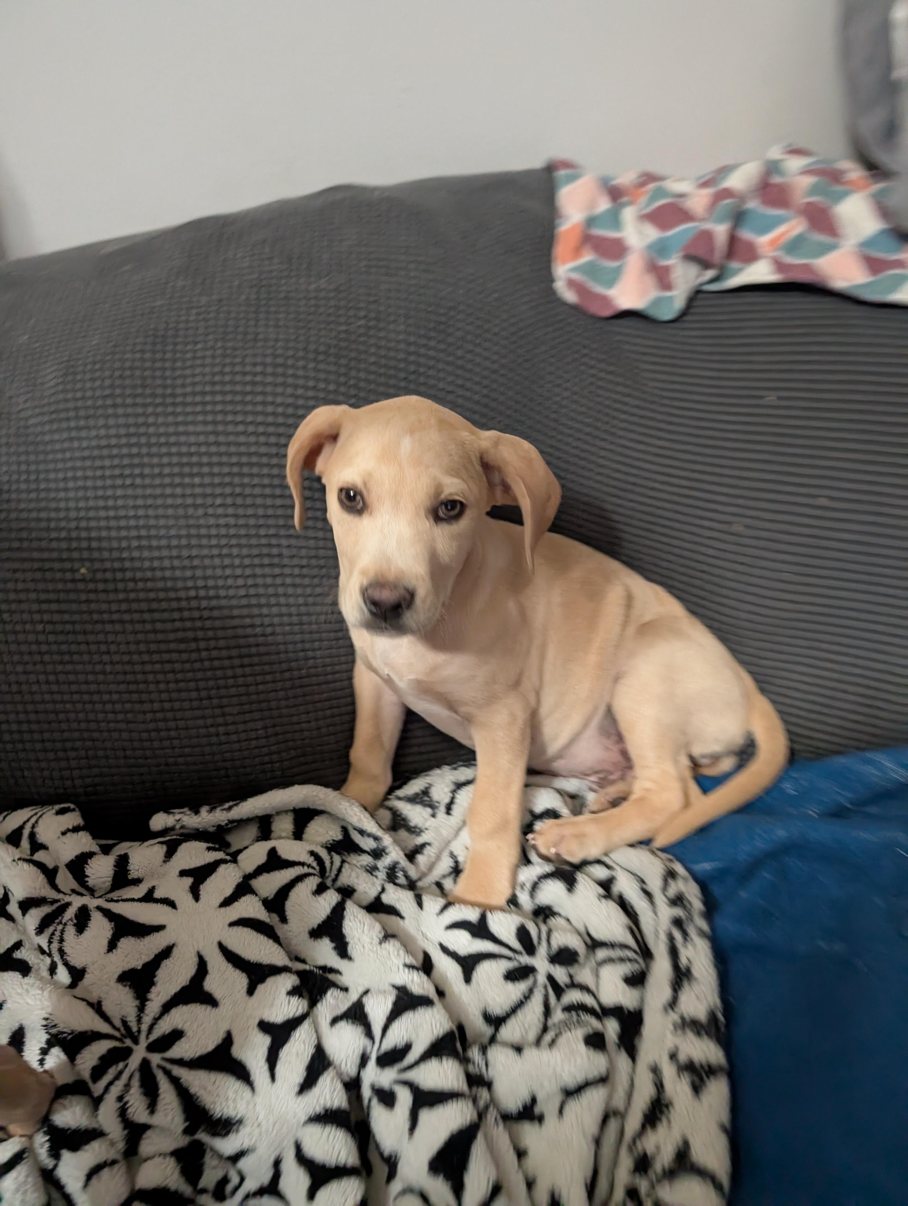 Enlarge Rudolf, a ADOPTABLE Mixed Breed in Schaumburg, IL image 3/3