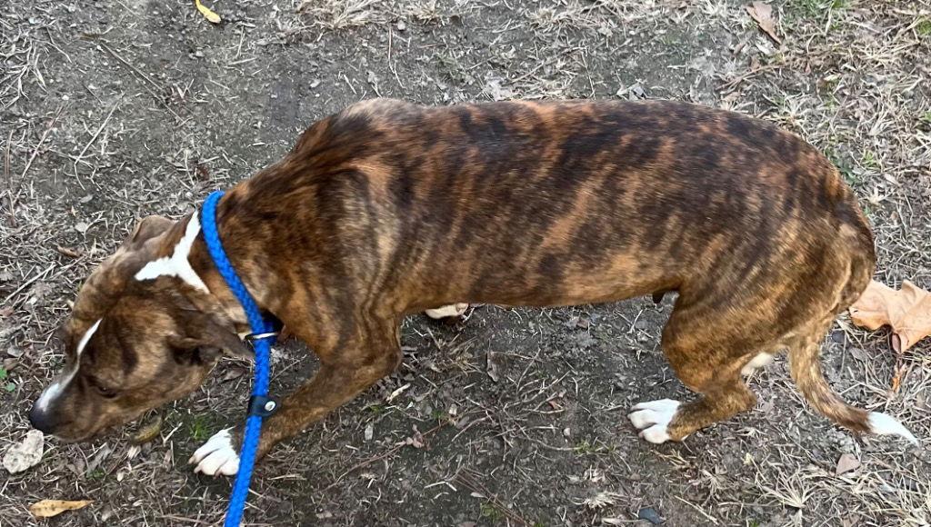 25-689 Marigold, a Adoptable Pit Bull Terrier in Tarboro, NC image 1/2