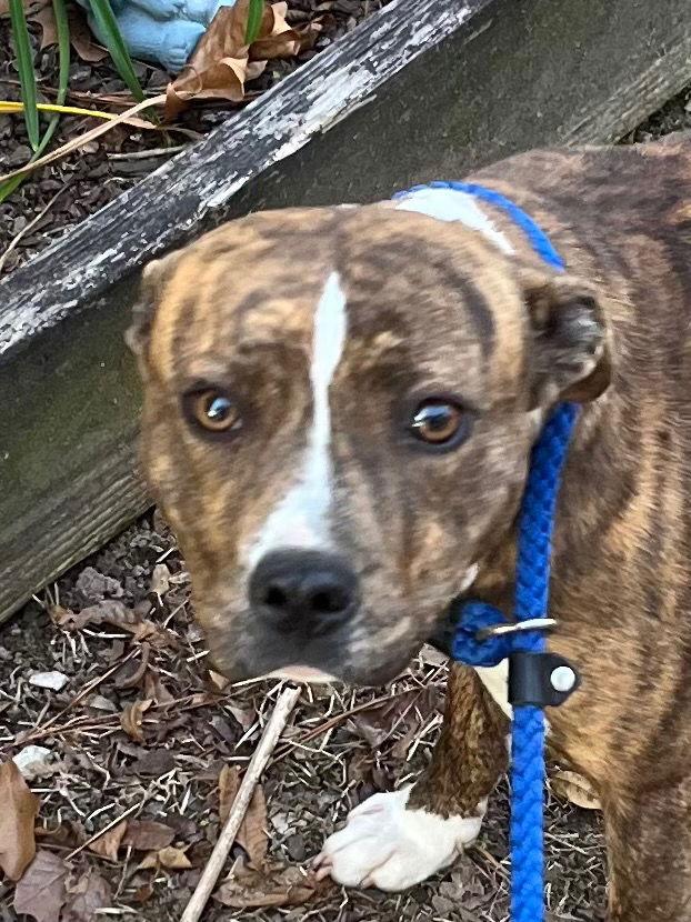 25-689 Marigold, a Adoptable Pit Bull Terrier in Tarboro, NC image 2/2