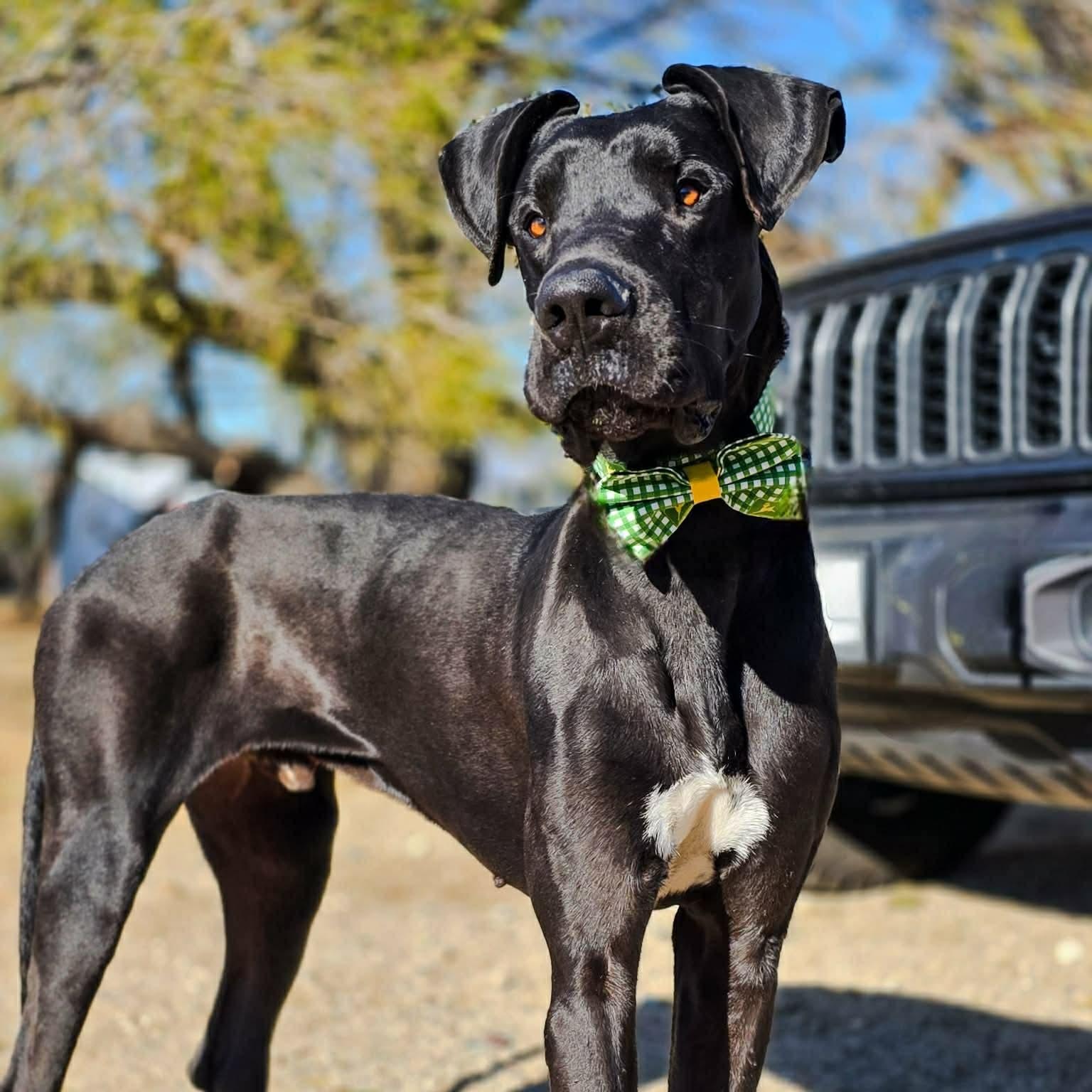 Magnus, adopted, Young Male Great Dane.