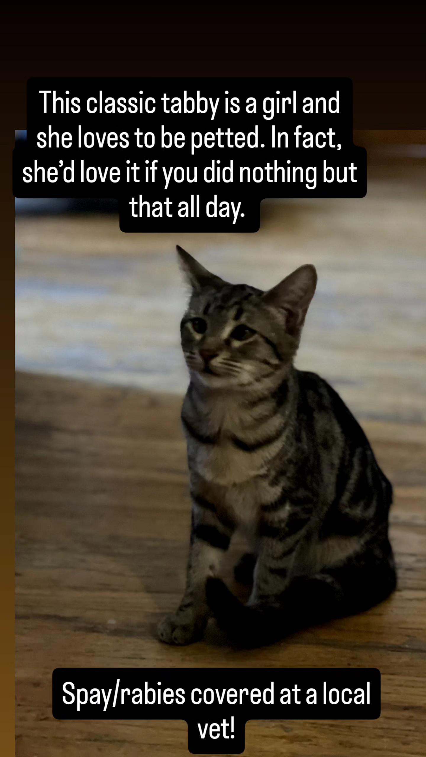 Chill Tabby Girl, Adoptable, Young Female Tabby.