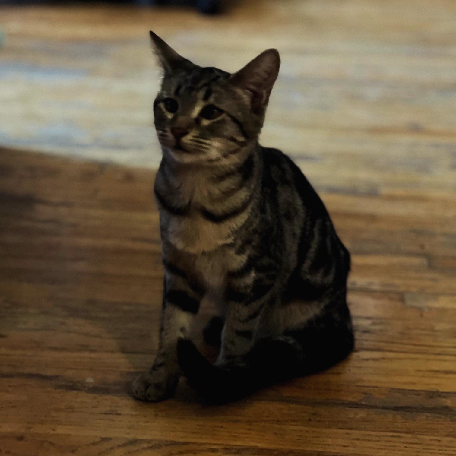 Chill Tabby Girl, a Adoptable Tabby in Clarion, IA image 2/2