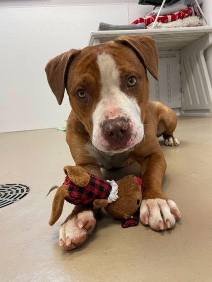 Sebastian, Adoptable, Adult Male Pit Bull Terrier.