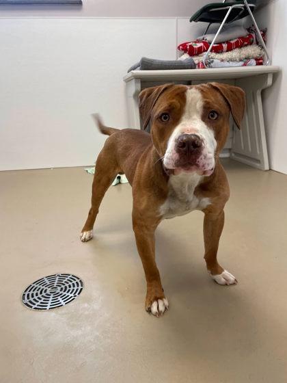 Sebastian, Adoptable, Adult Male Pit Bull Terrier.