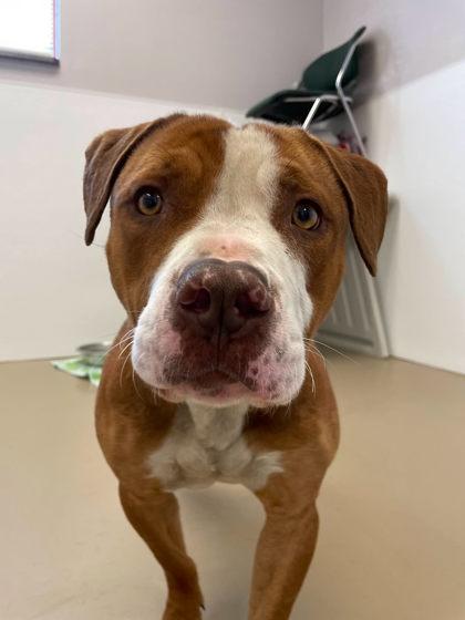 Sebastian, a Adoptable Pit Bull Terrier in South Bend, IN image 2/3