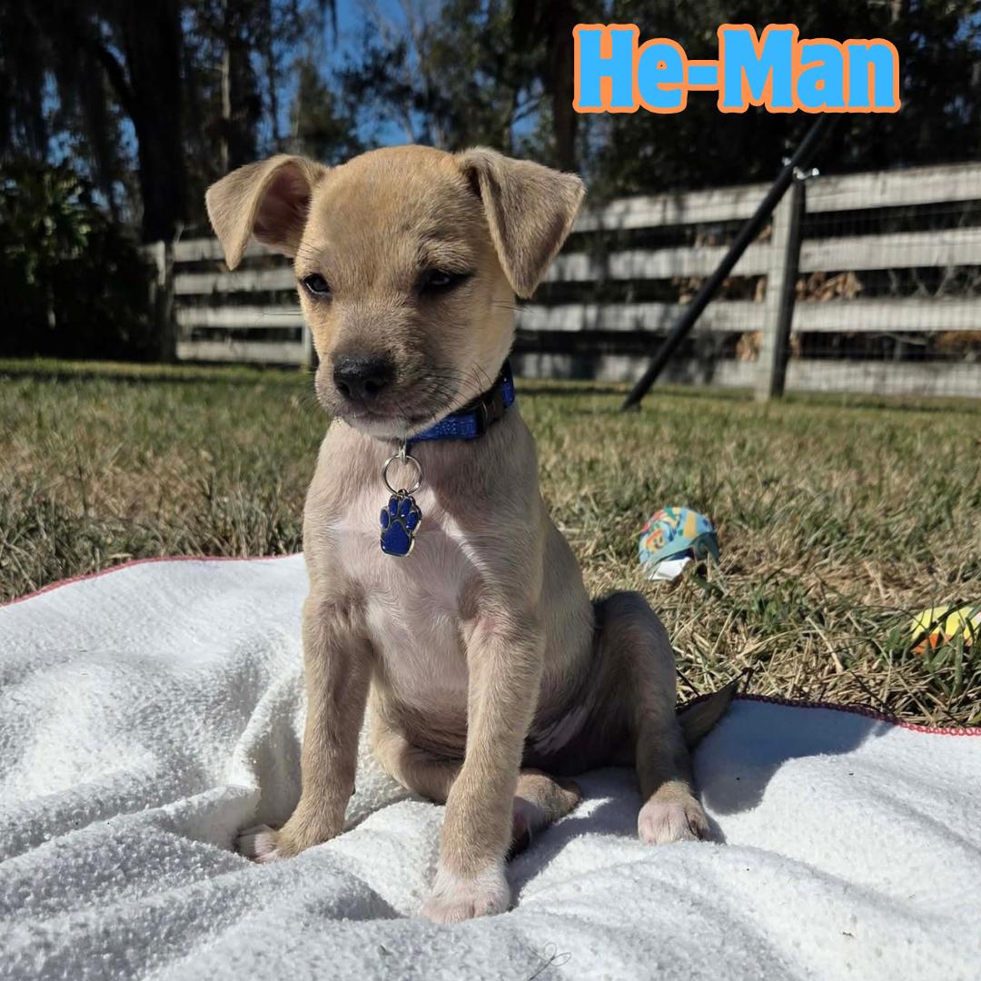 Enlarge He-Man *ChiMix Puppy 7 pounds*, a ADOPTABLE mixed breed in Riverview, FL image 1/6