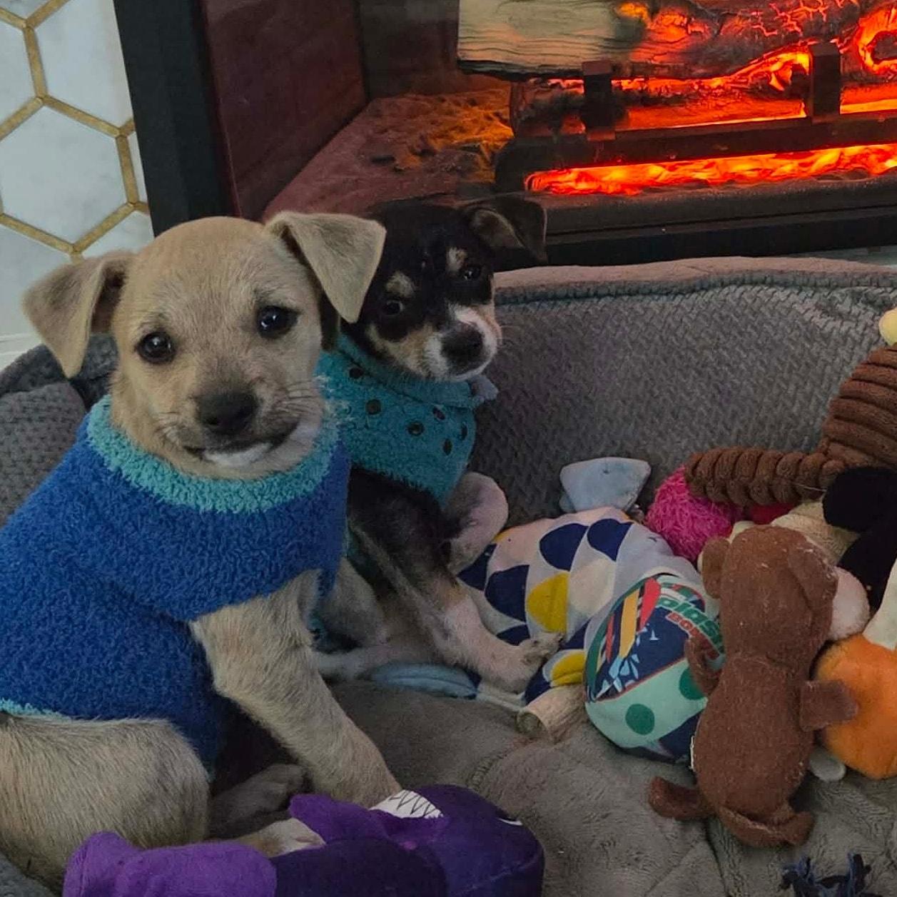 Enlarge He-Man *ChiMix Puppy 7 pounds*, a ADOPTABLE mixed breed in Riverview, FL image 6/6