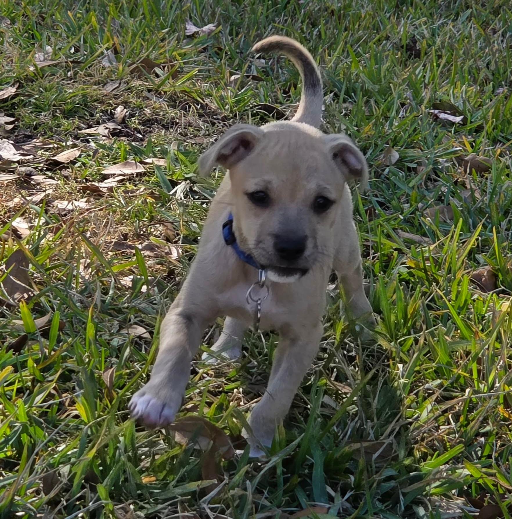 Enlarge He-Man *ChiMix Puppy 7 pounds*, a ADOPTABLE mixed breed in Riverview, FL image 5/6
