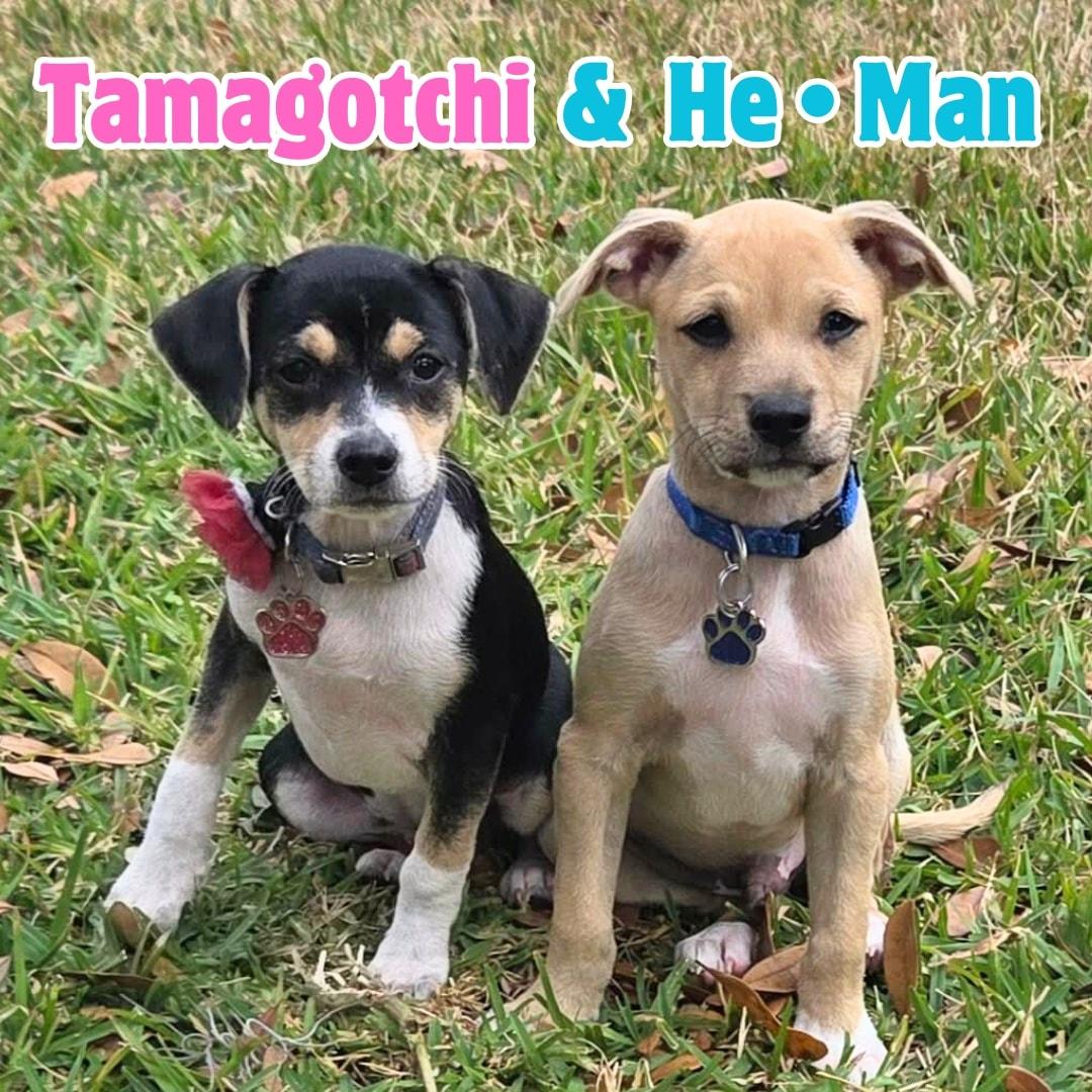 Enlarge He-Man *ChiMix Puppy 7 pounds*, a ADOPTABLE mixed breed in Riverview, FL image 2/6