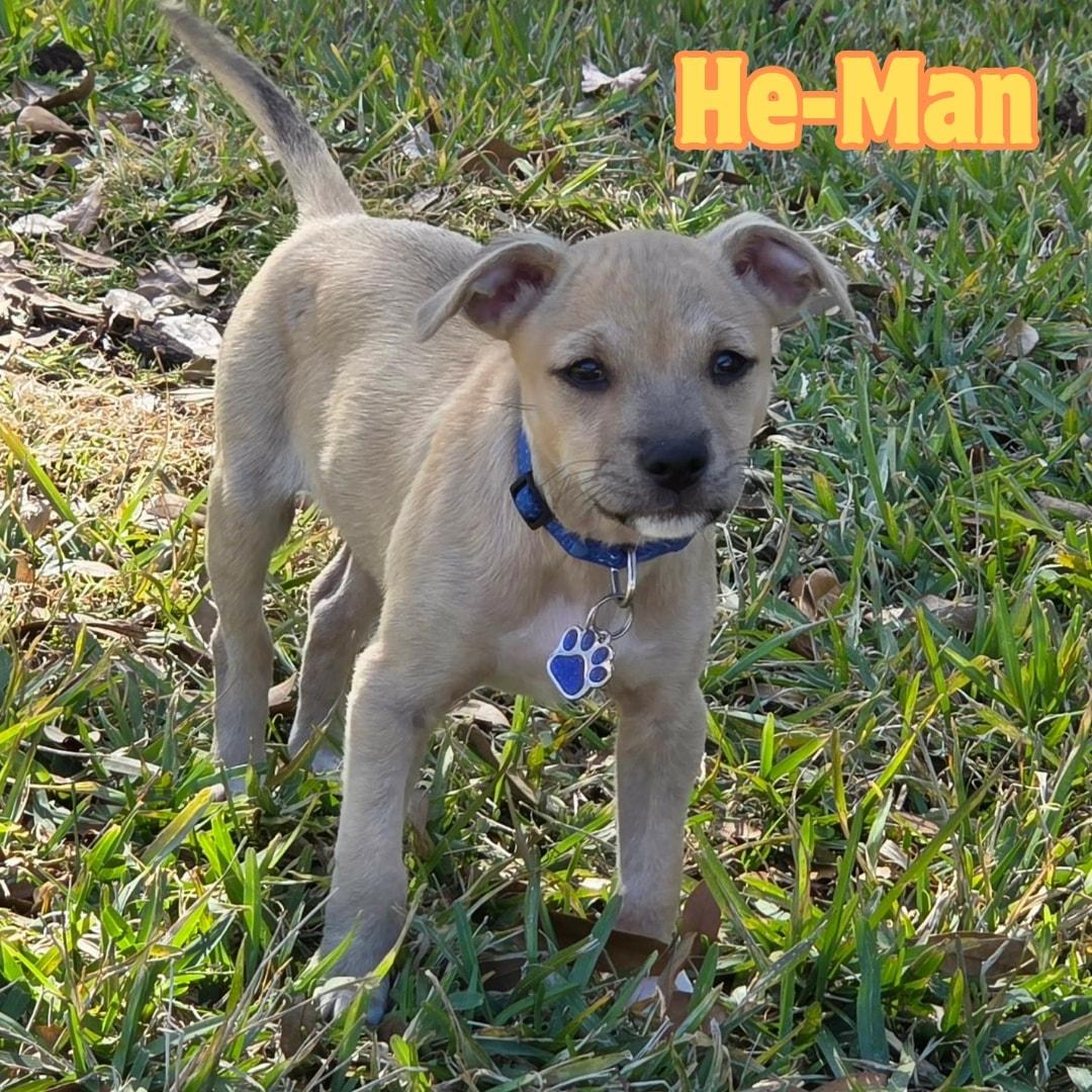 Enlarge He-Man *ChiMix Puppy 7 pounds*, a ADOPTABLE mixed breed in Riverview, FL image 3/6