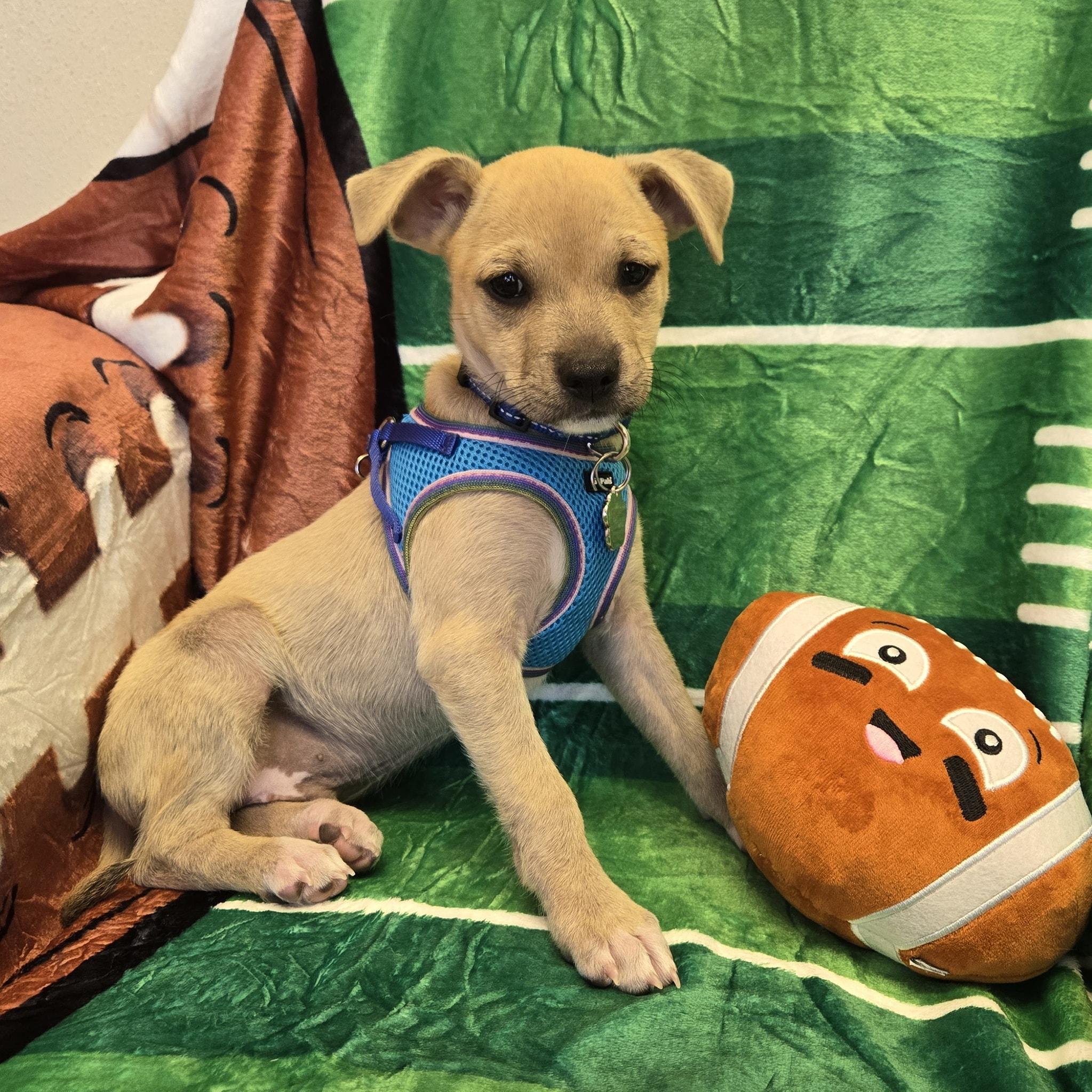 Enlarge He-Man *ChiMix Puppy 7 pounds*, a ADOPTABLE mixed breed in Riverview, FL image 4/6