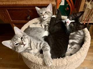 Enlarge Kittens Kittens Kittens, a ADOPTABLE Domestic Short Hair in Wayland, MA image 1/6
