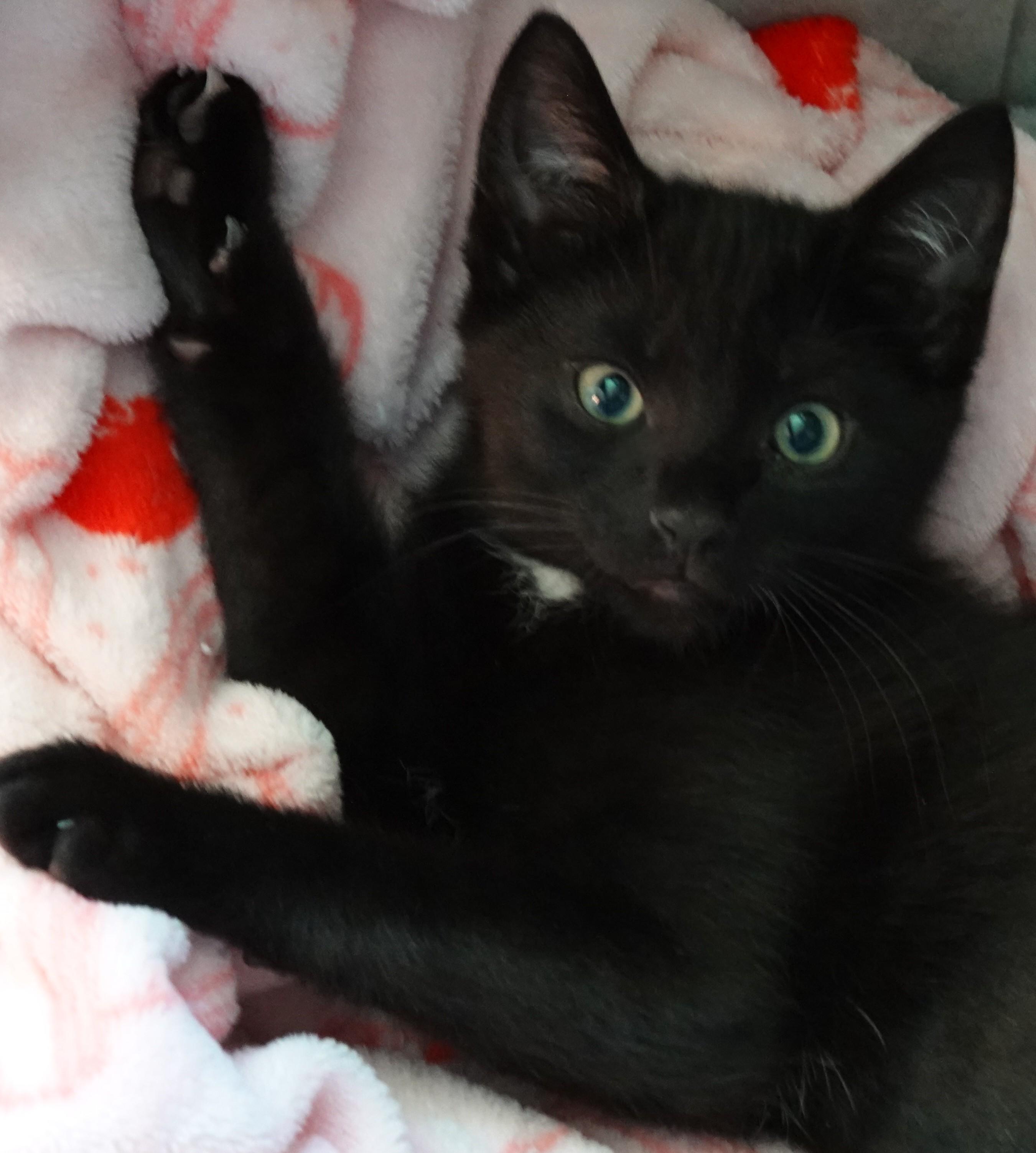 Kittens kittens kittens, a ADOPTABLE Domestic Short Hair in Wayland, MA image 3/6