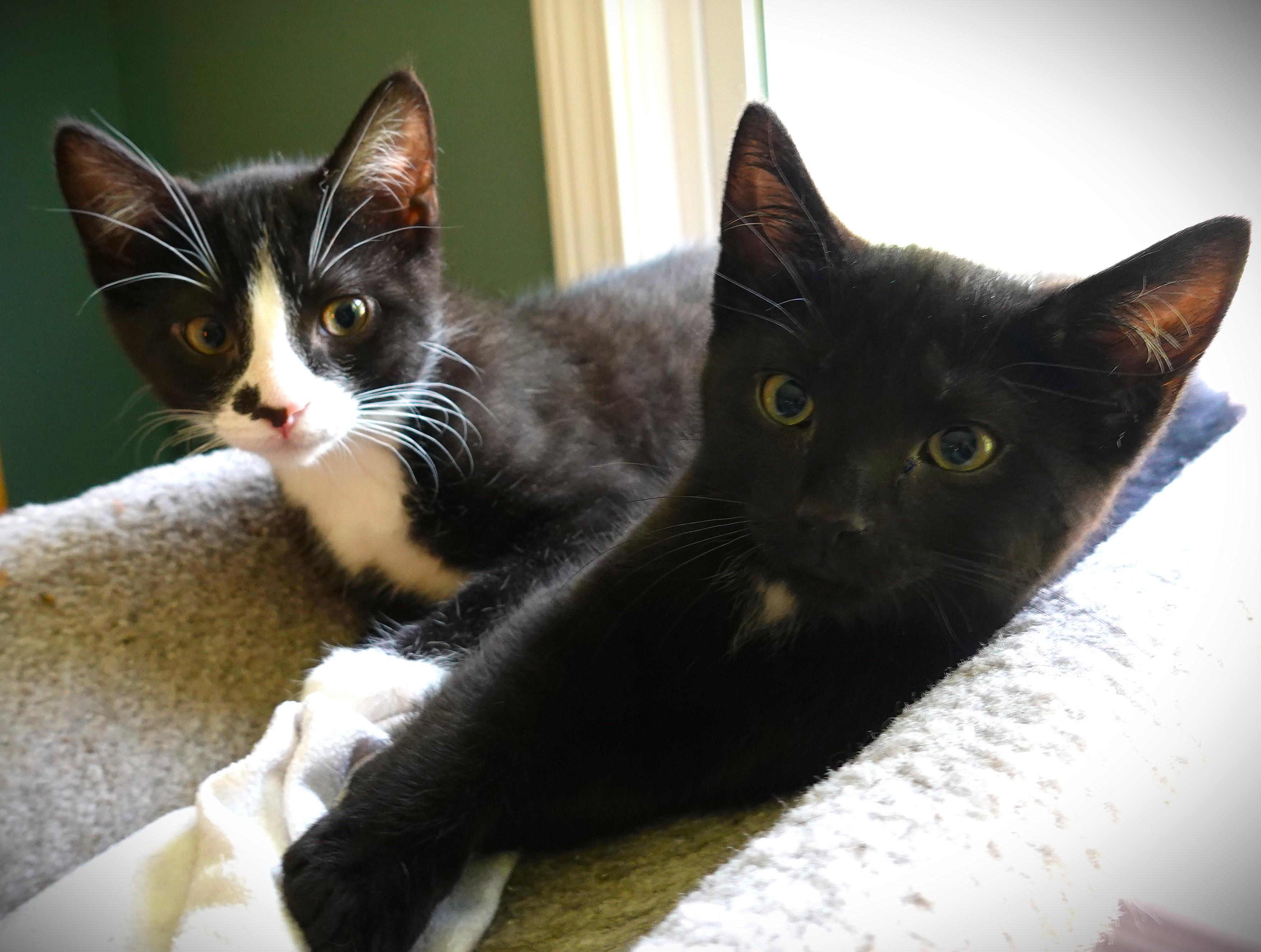Kittens Kittens Kittens, a ADOPTABLE Domestic Short Hair in Wayland, MA image 4/6
