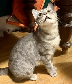 Enlarge Kittens Kittens Kittens, a ADOPTABLE Domestic Short Hair in Wayland, MA image 6/6