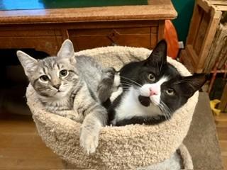 Enlarge Kittens Kittens Kittens, a ADOPTABLE Domestic Short Hair in Wayland, MA image 3/6