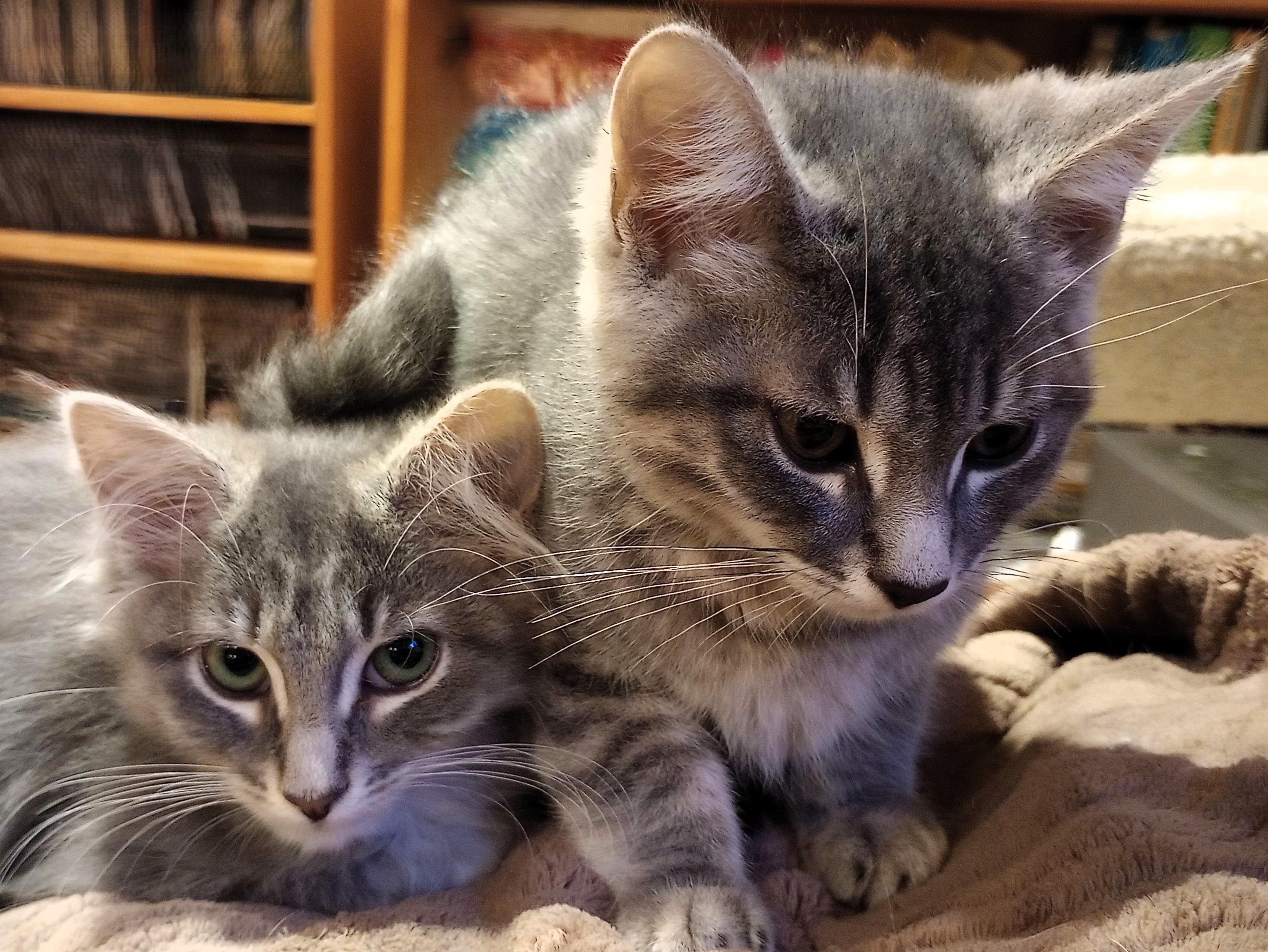 Kittens Kittens Kittens, a ADOPTABLE Domestic Short Hair in Wayland, MA image 2/6