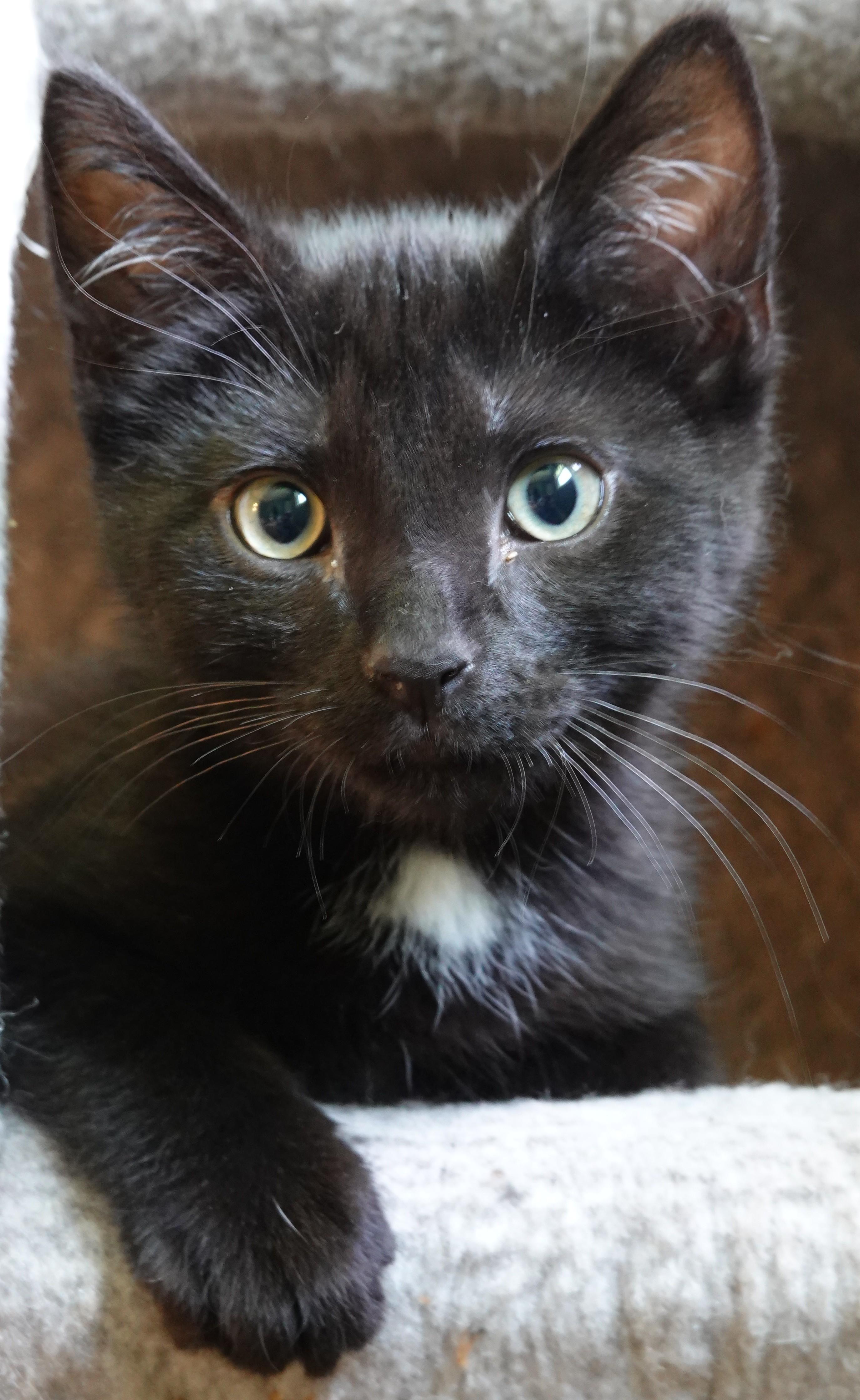 Kittens kittens kittens, a ADOPTABLE Domestic Short Hair in Wayland, MA image 6/6