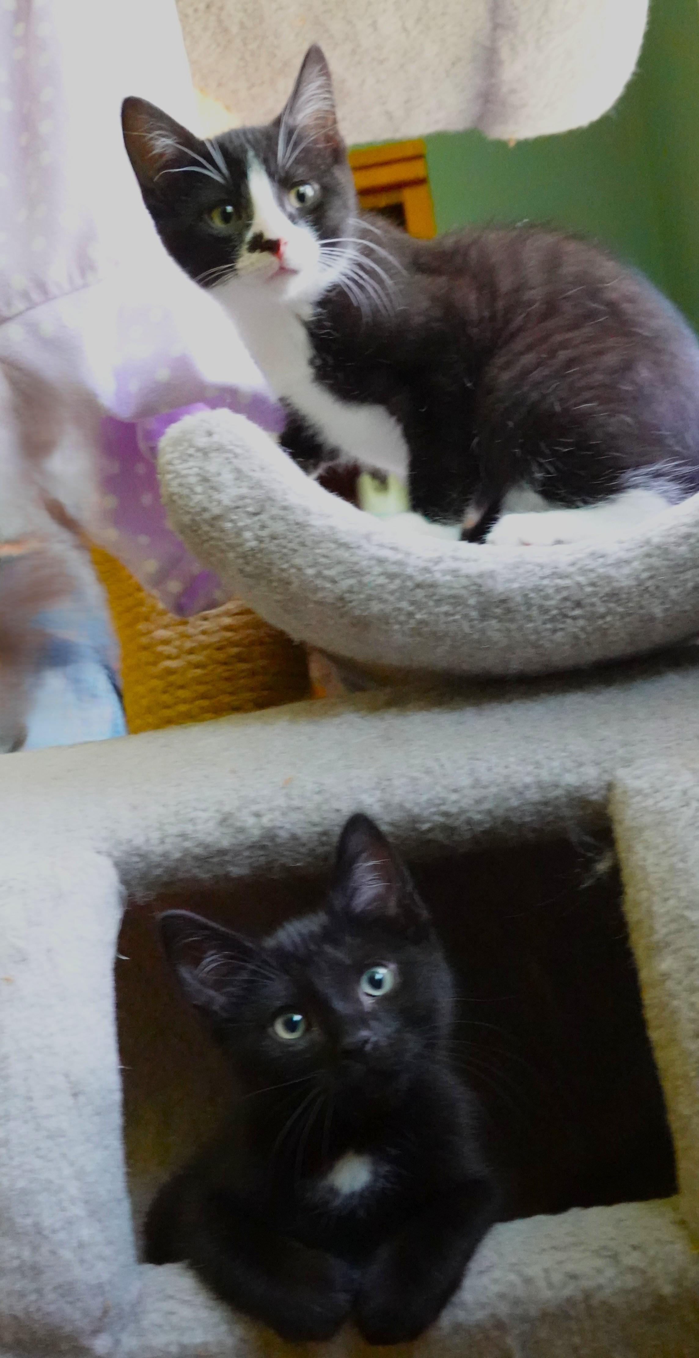 Kittens Kittens Kittens, a ADOPTABLE Domestic Short Hair in Wayland, MA image 6/6