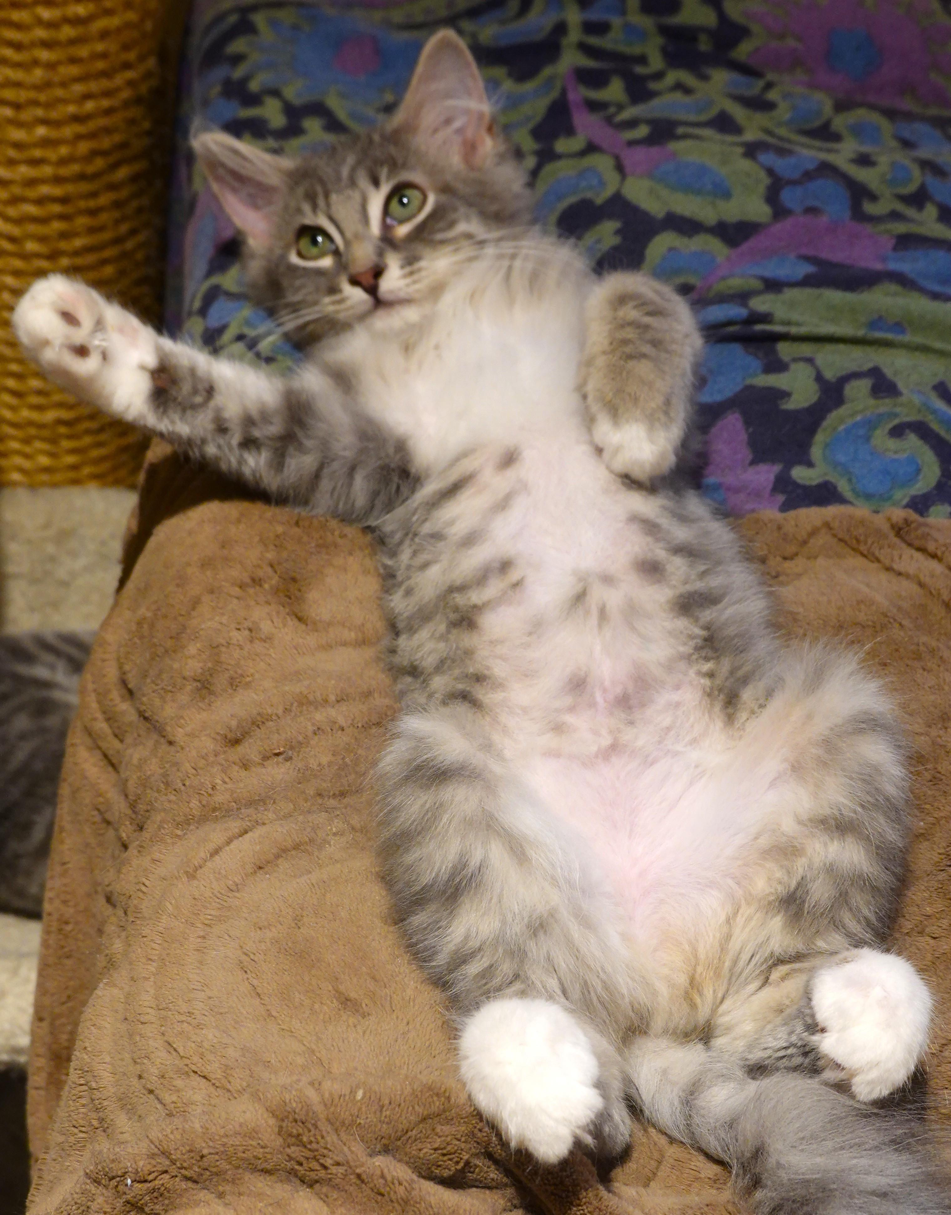 Kittens Kittens Kittens, a ADOPTABLE Domestic Short Hair in Wayland, MA image 5/6