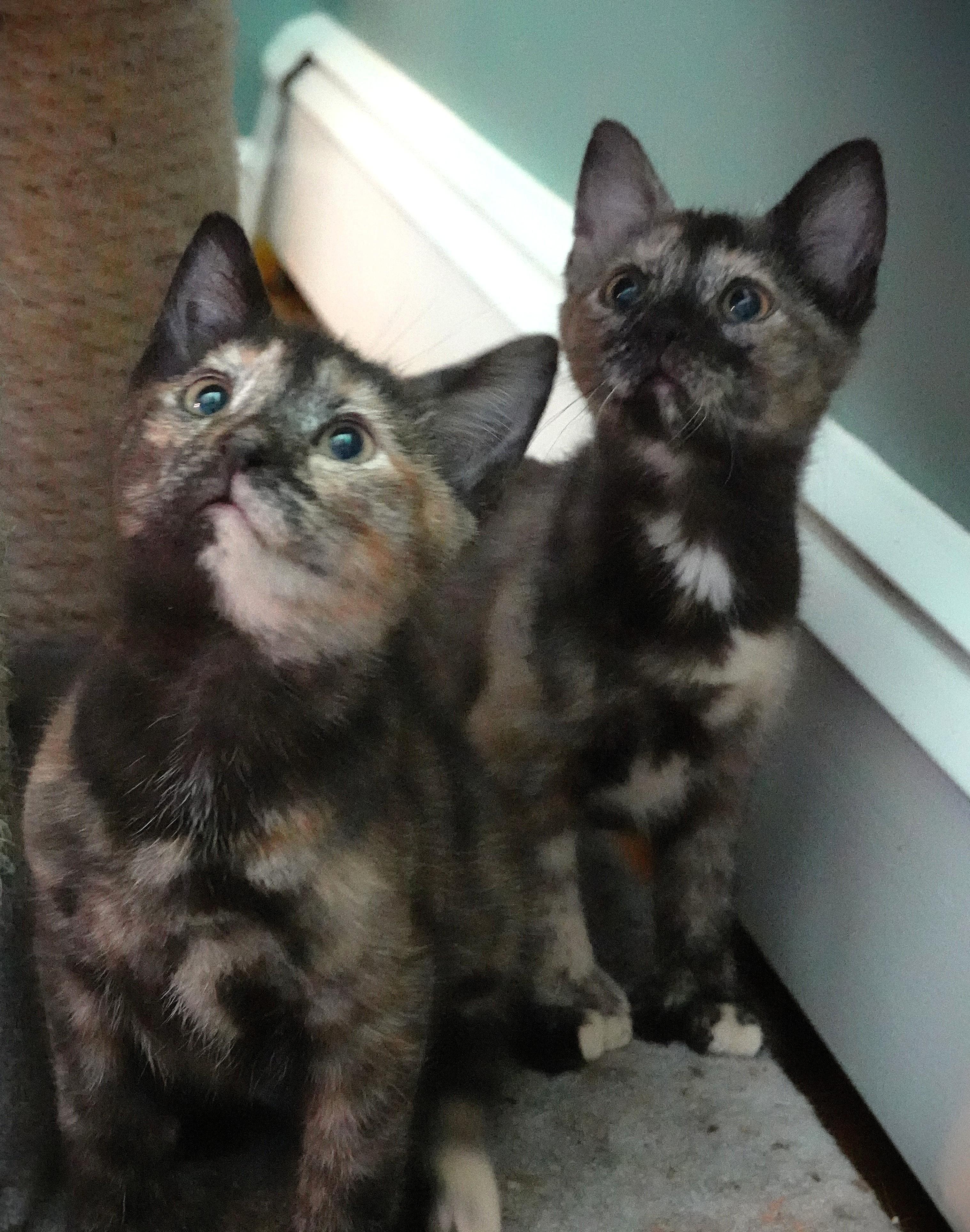 Kittens Kittens Kittens, a ADOPTABLE Domestic Short Hair in Wayland, MA image 1/6