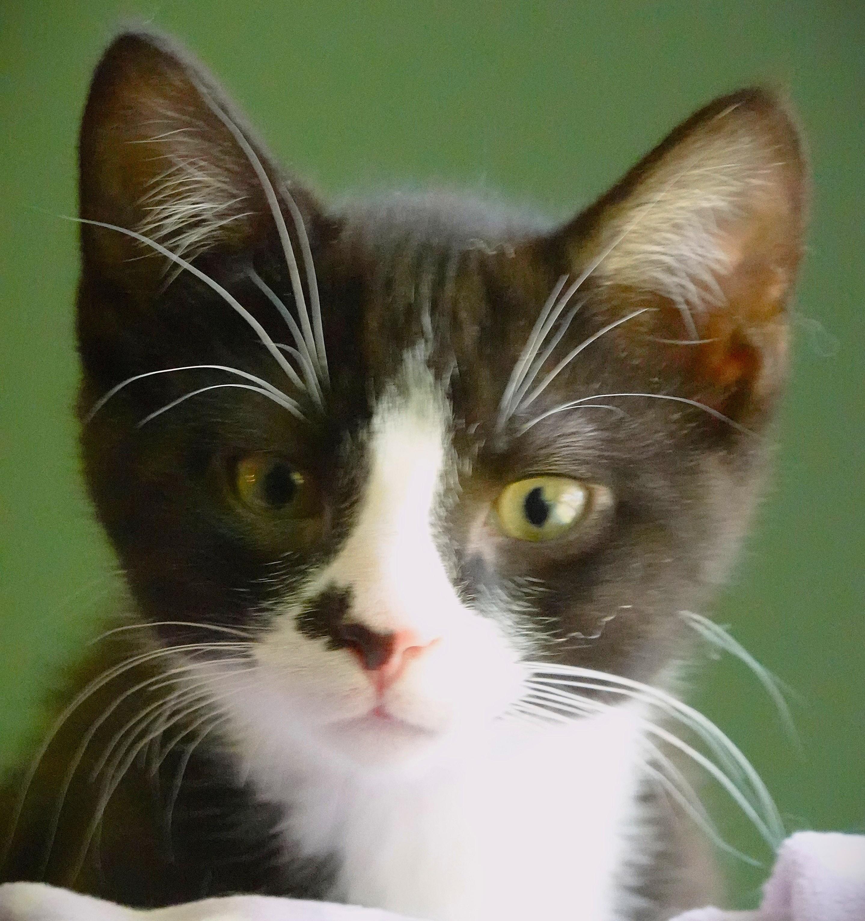 Kittens kittens kittens, ADOPTABLE, Kitten Male Domestic Short Hair.
