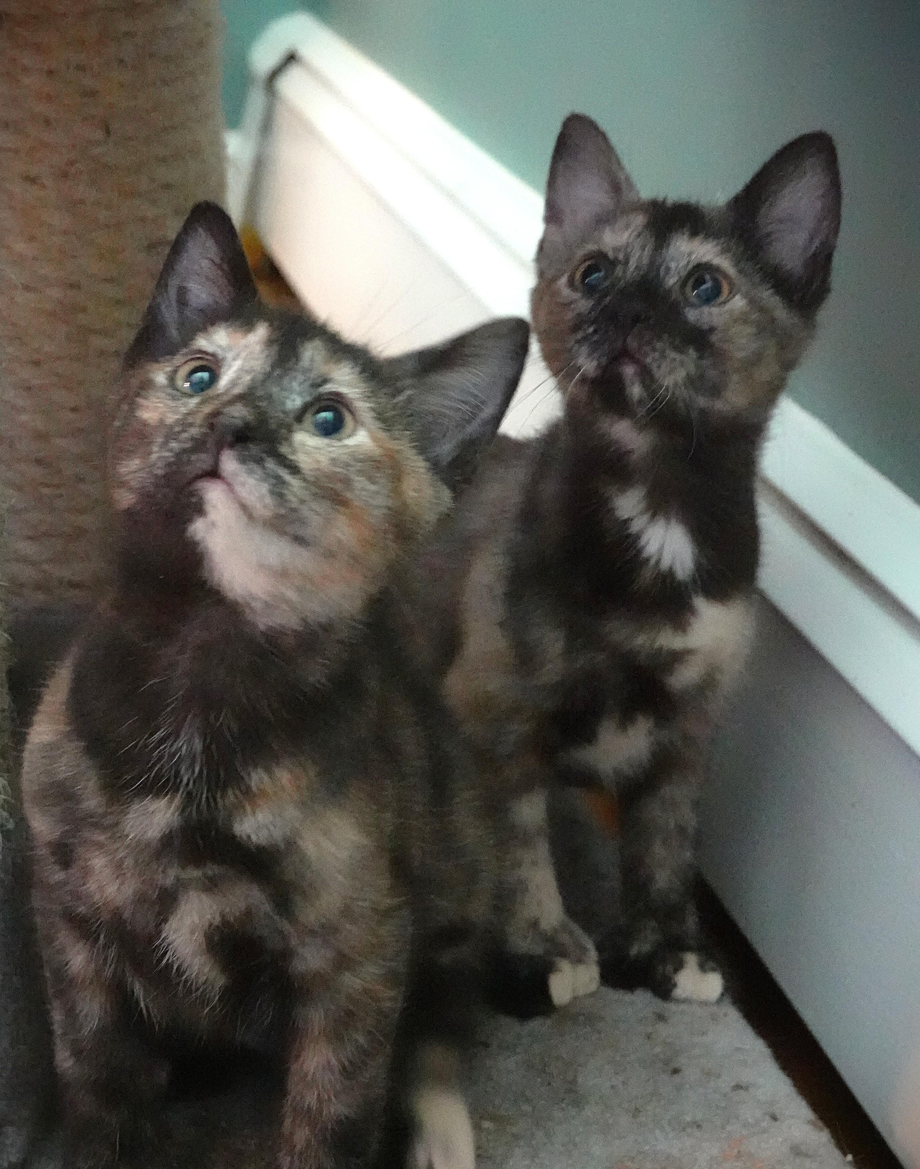 Kittens kittens kittens, a ADOPTABLE Domestic Short Hair in Wayland, MA image 5/6