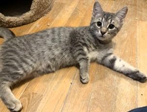 Enlarge Kittens Kittens Kittens, a ADOPTABLE Domestic Short Hair in Wayland, MA image 5/6