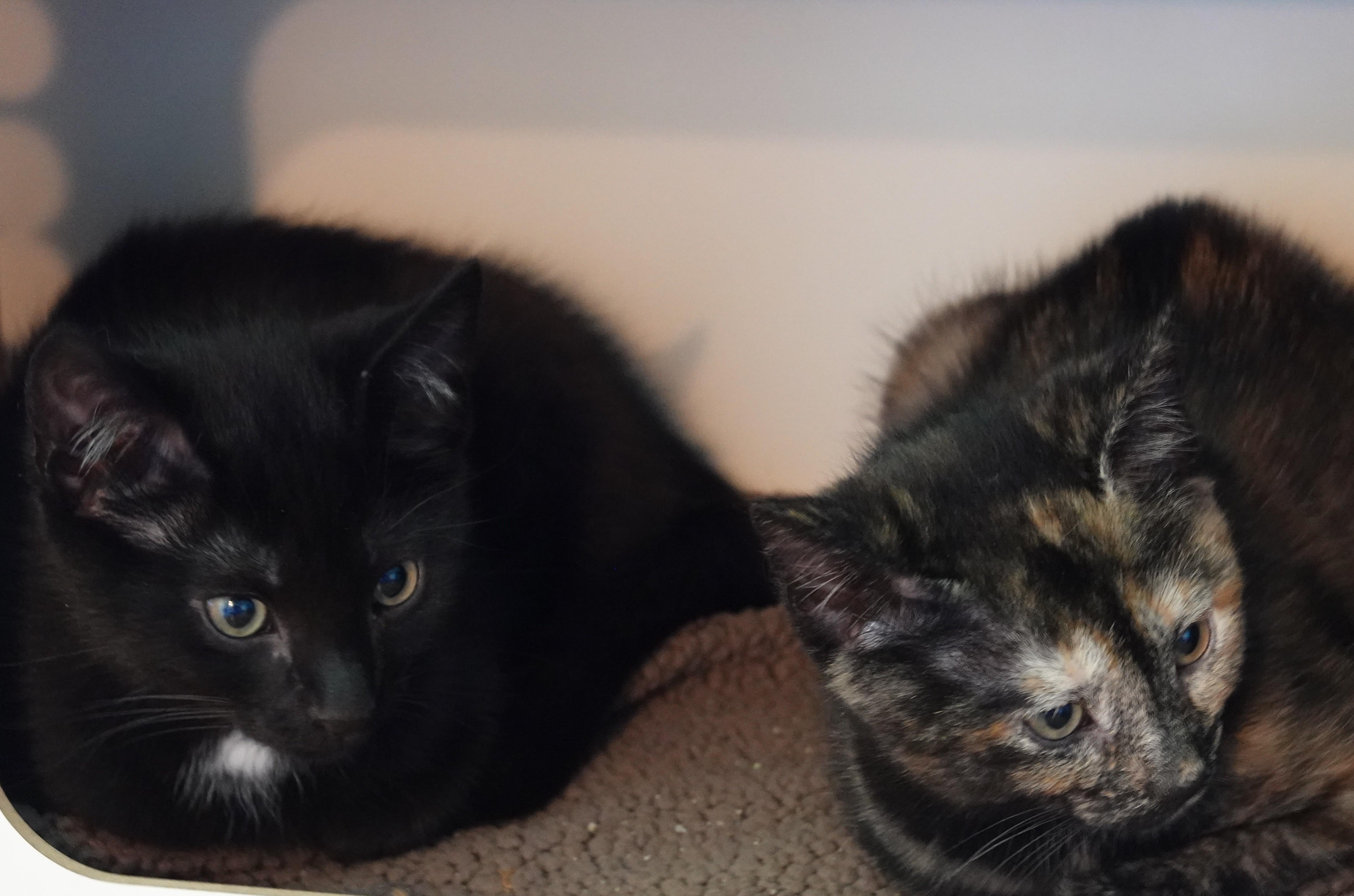 Kittens kittens kittens, a ADOPTABLE Domestic Short Hair in Wayland, MA image 2/6