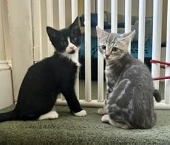 Enlarge Kittens Kittens Kittens, a ADOPTABLE Domestic Short Hair in Wayland, MA image 4/6