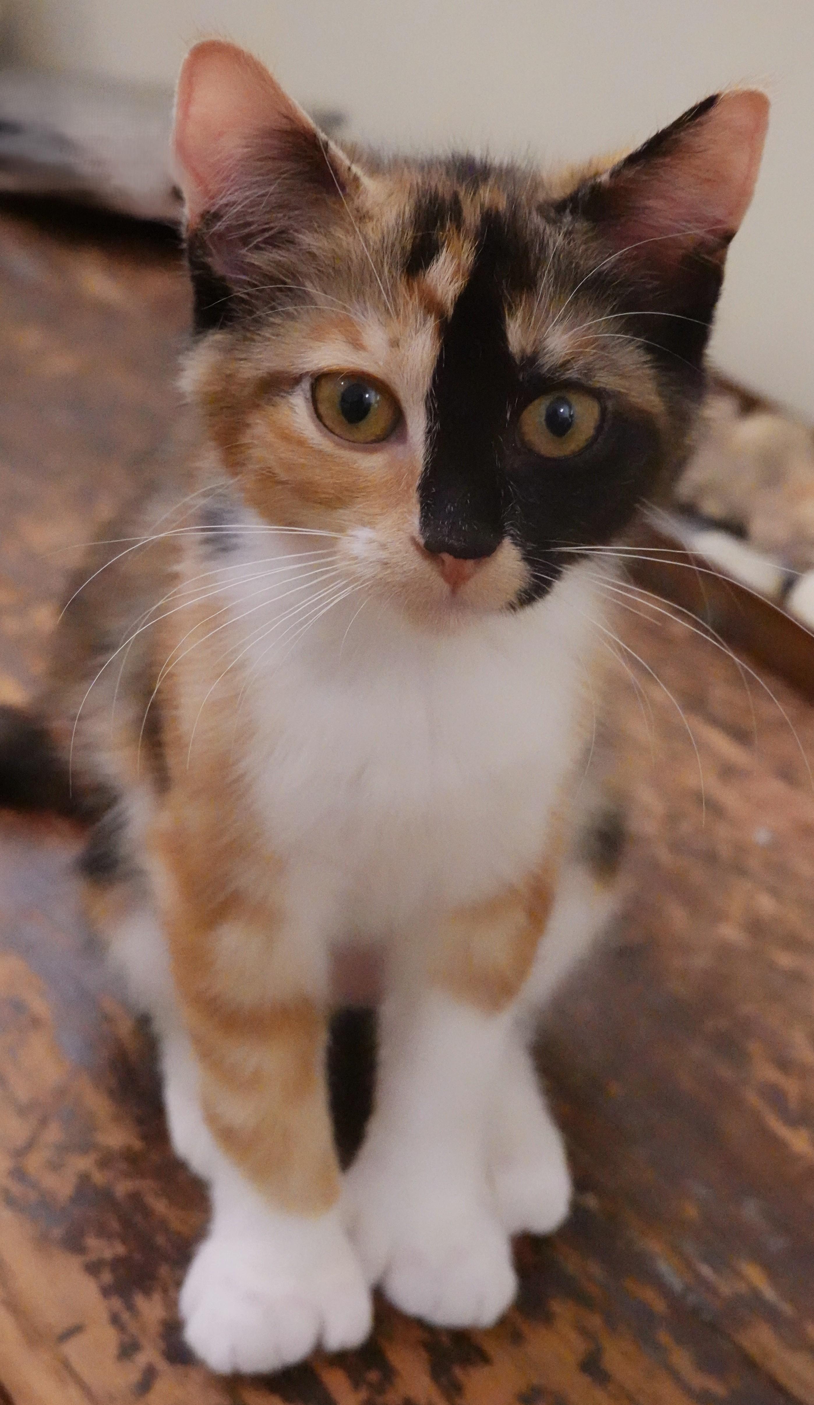 Kittens Kittens Kittens, a ADOPTABLE Domestic Short Hair in Wayland, MA image 3/6