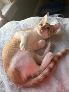 Enlarge Kittens Kittens Kittens, a ADOPTABLE Domestic Short Hair in Wayland, MA image 2/6