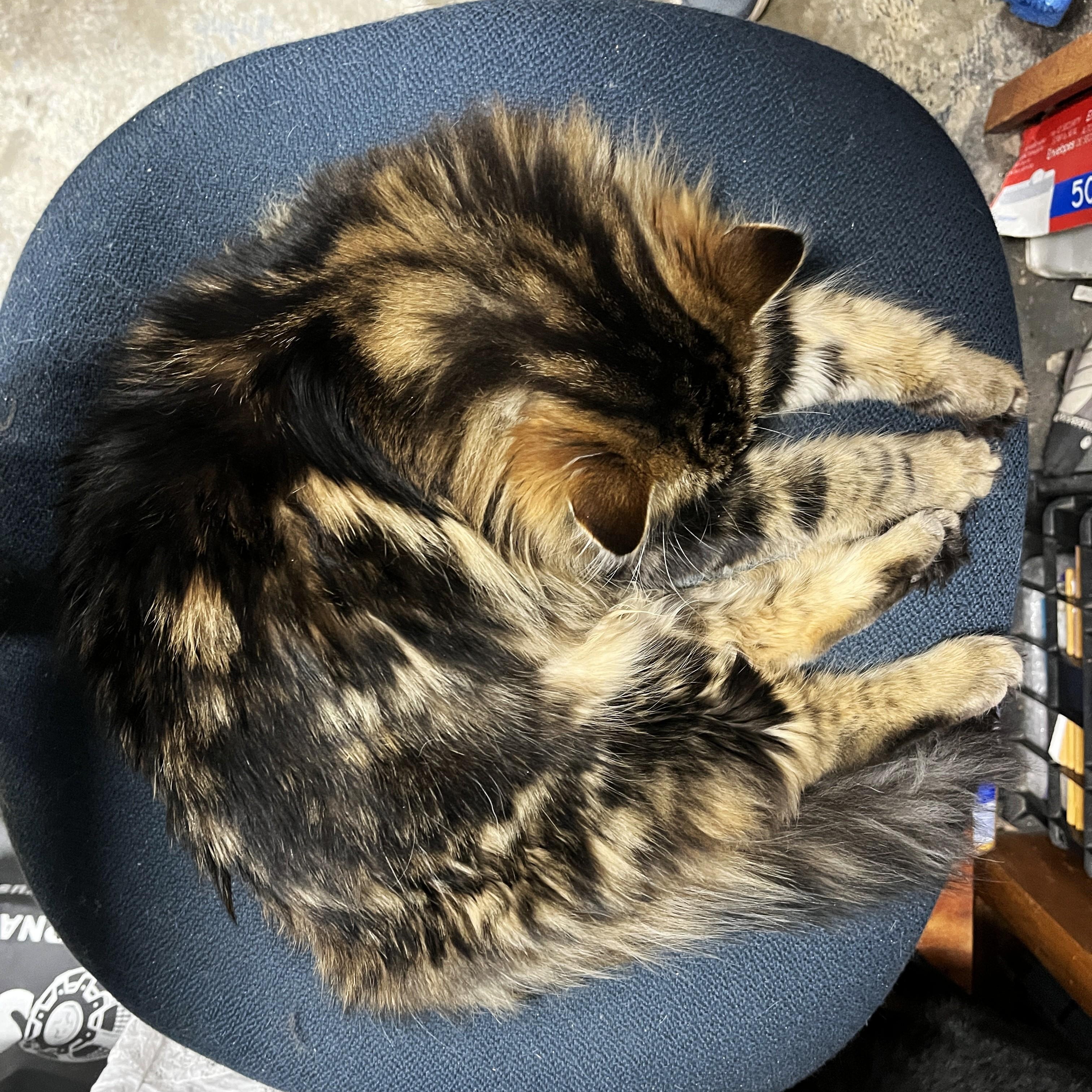 Enlarge Lacie (sweet and loving), an adopted Tortoiseshell in Shingletown, CA image 3/3