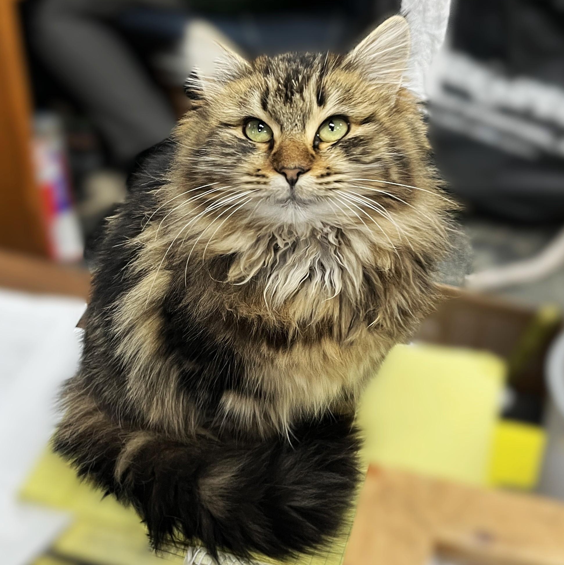 Lacie (sweet and loving), adopted, Young Female Tortoiseshell.