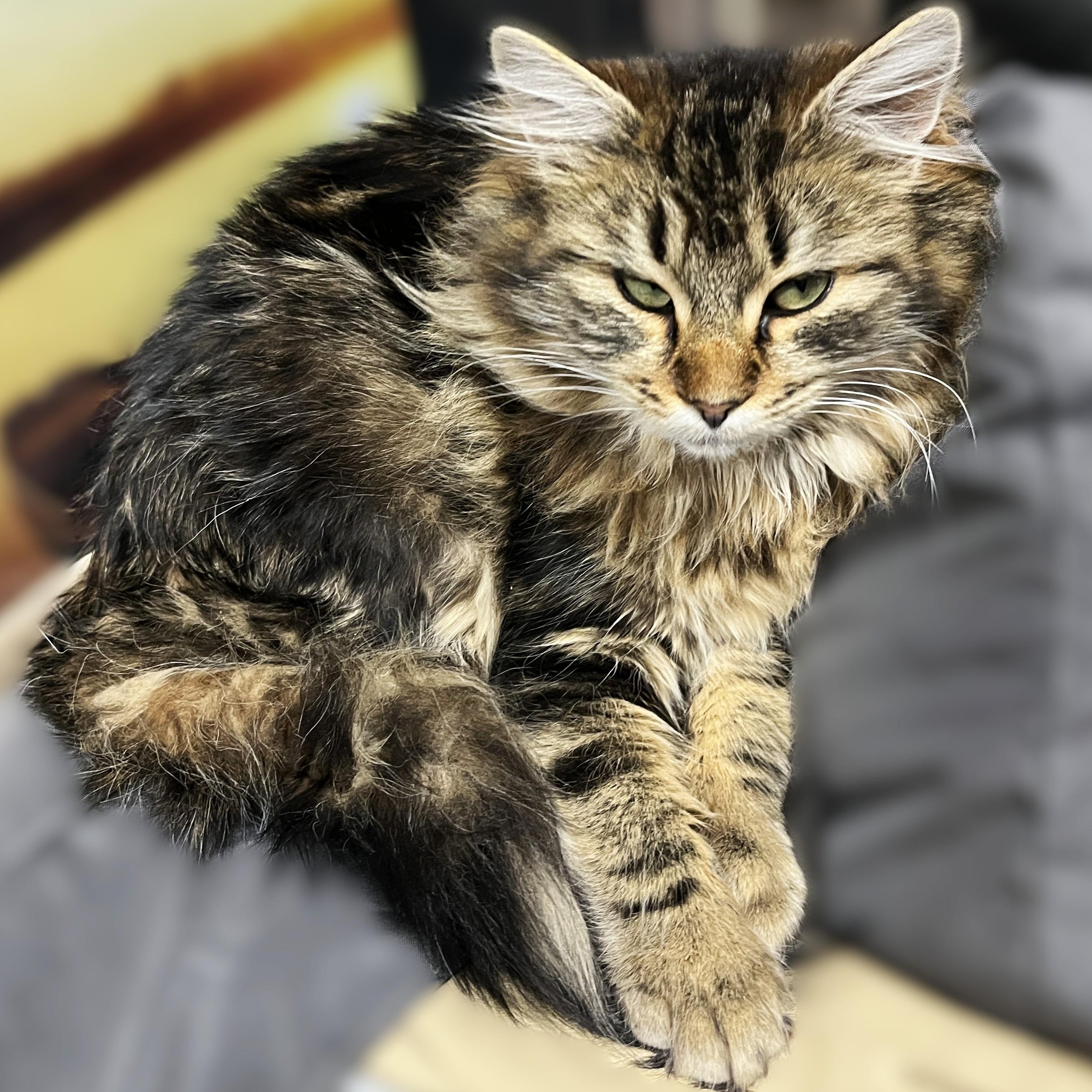 Enlarge Lacie (sweet and loving), an adopted Tortoiseshell in Shingletown, CA image 2/3