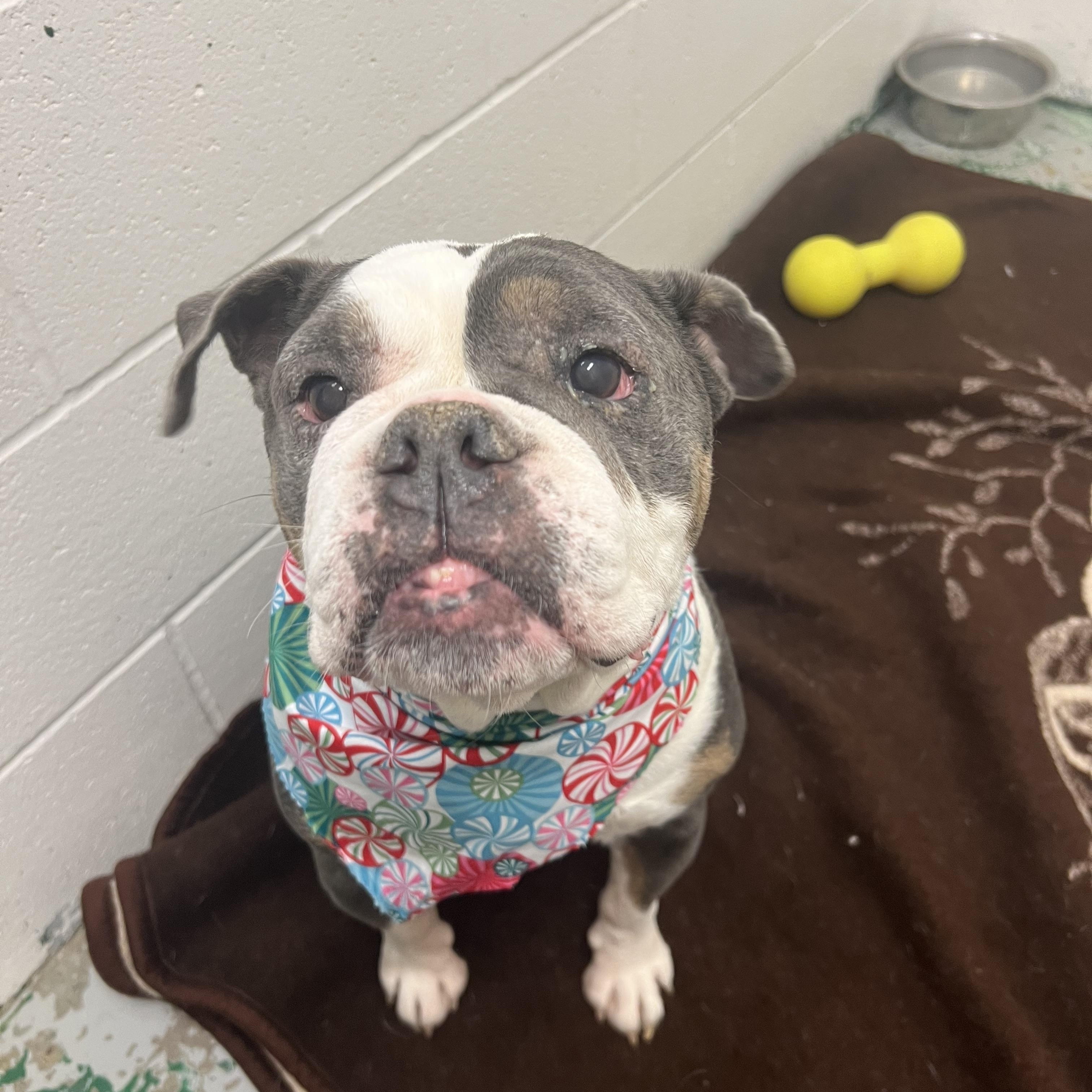 Hope, an adoptable English Bulldog in Spokane, WA, 99216 | Photo Image 2