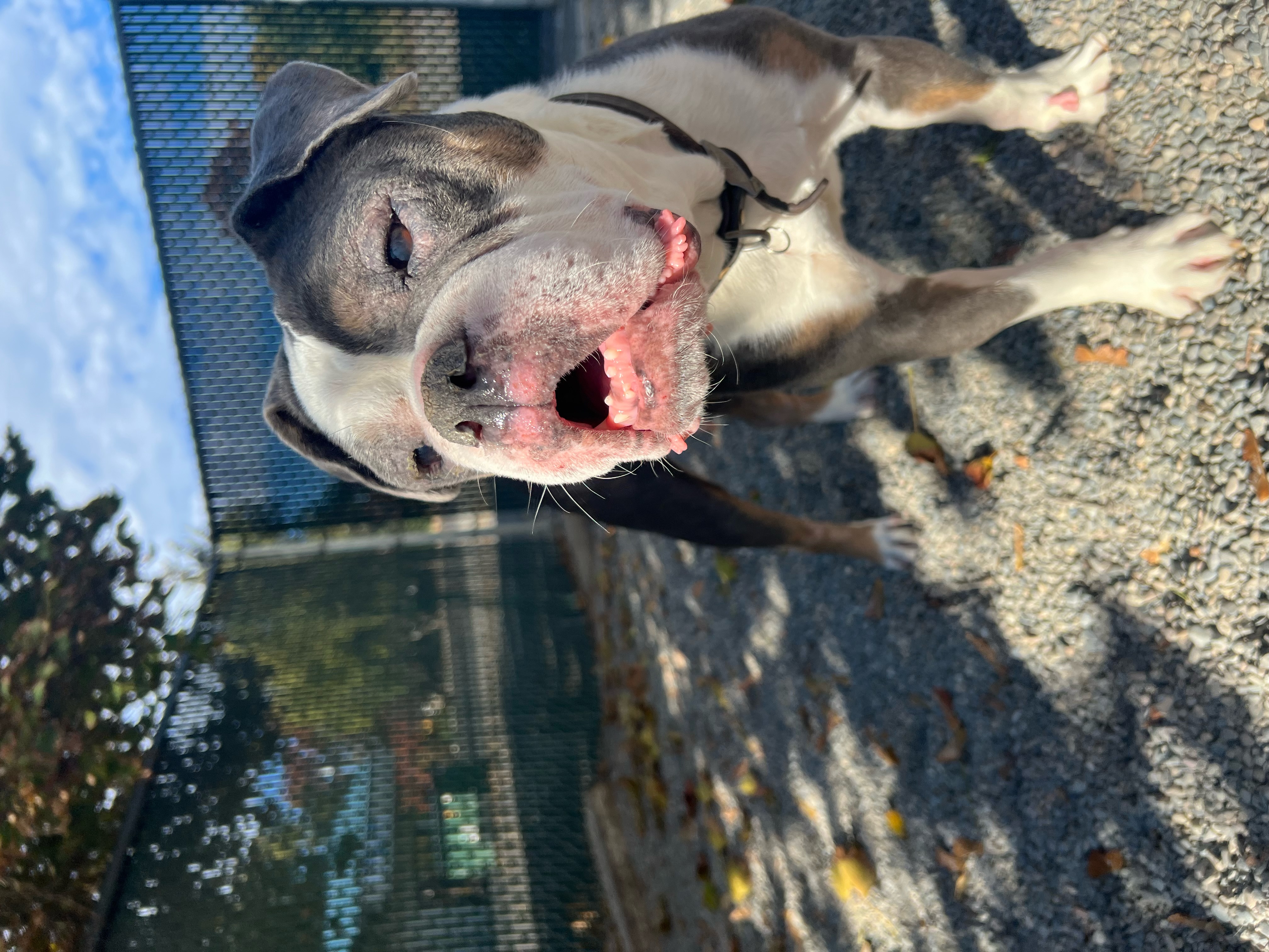 Hope, an adoptable English Bulldog in Spokane, WA, 99216 | Photo Image 3