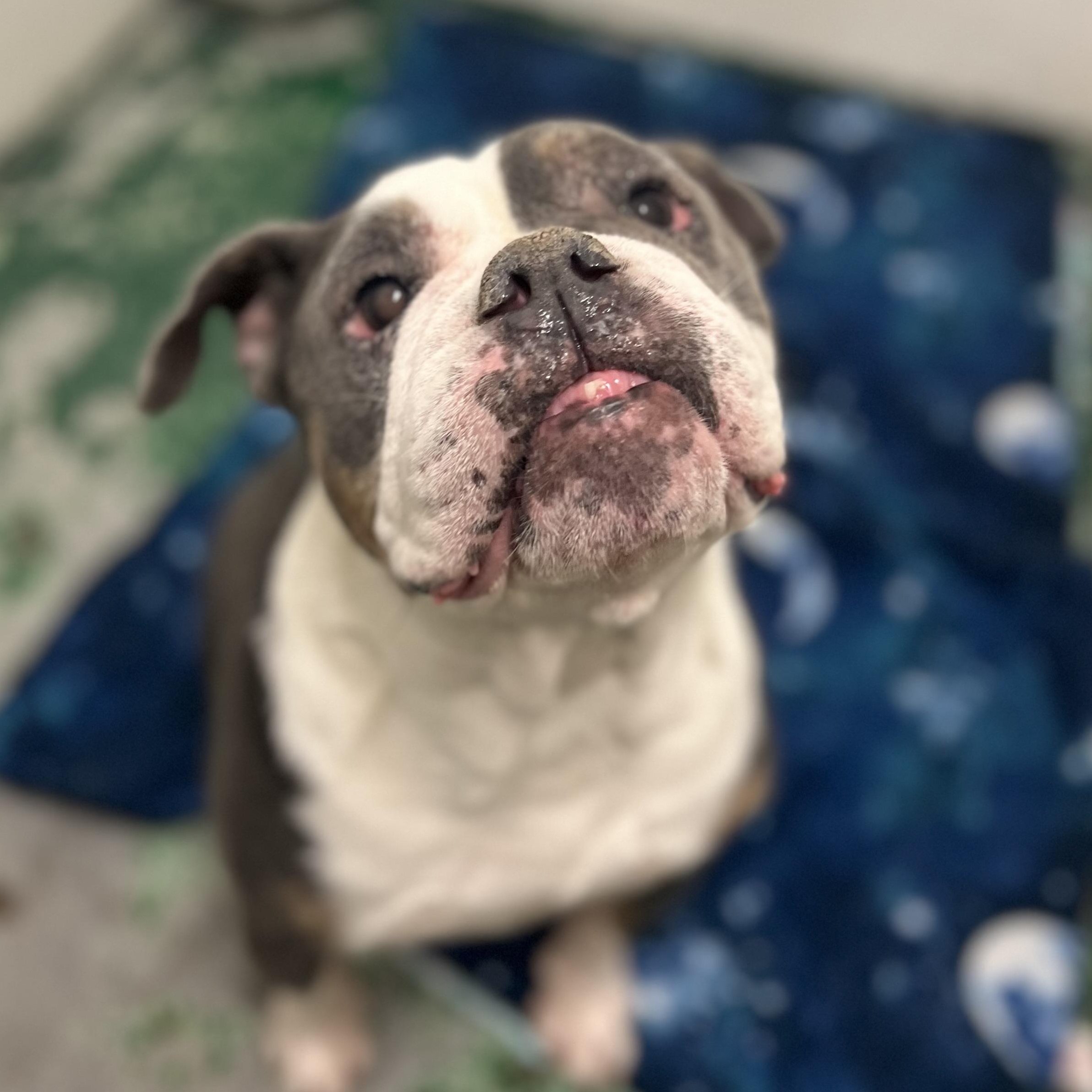 Hope, an adoptable English Bulldog in Spokane, WA, 99216 | Photo Image 1