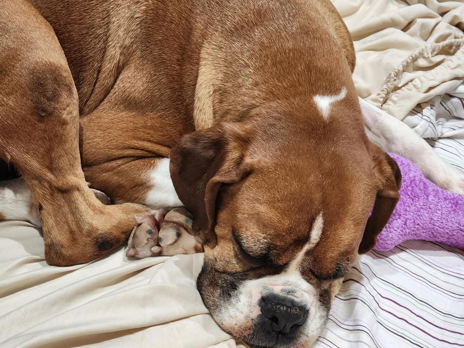 Gracie, a Adoptable Boxer in Owatonna, MN image 1/3