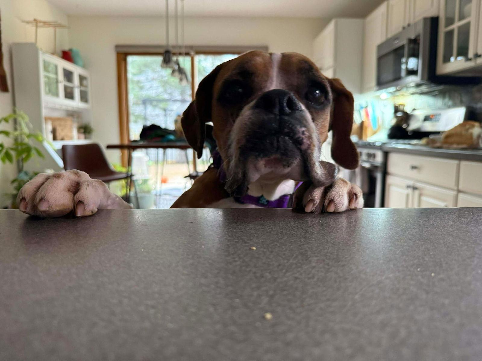 Gracie, a Adoptable Boxer in Owatonna, MN image 2/3