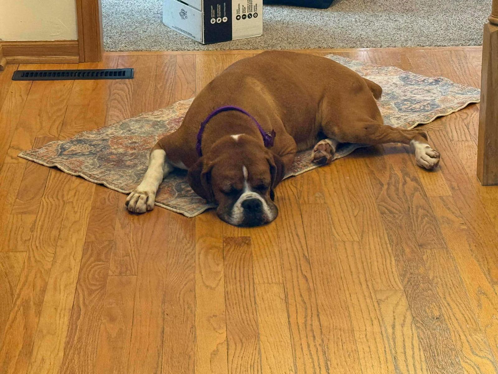 Gracie, a Adoptable Boxer in Owatonna, MN image 3/3