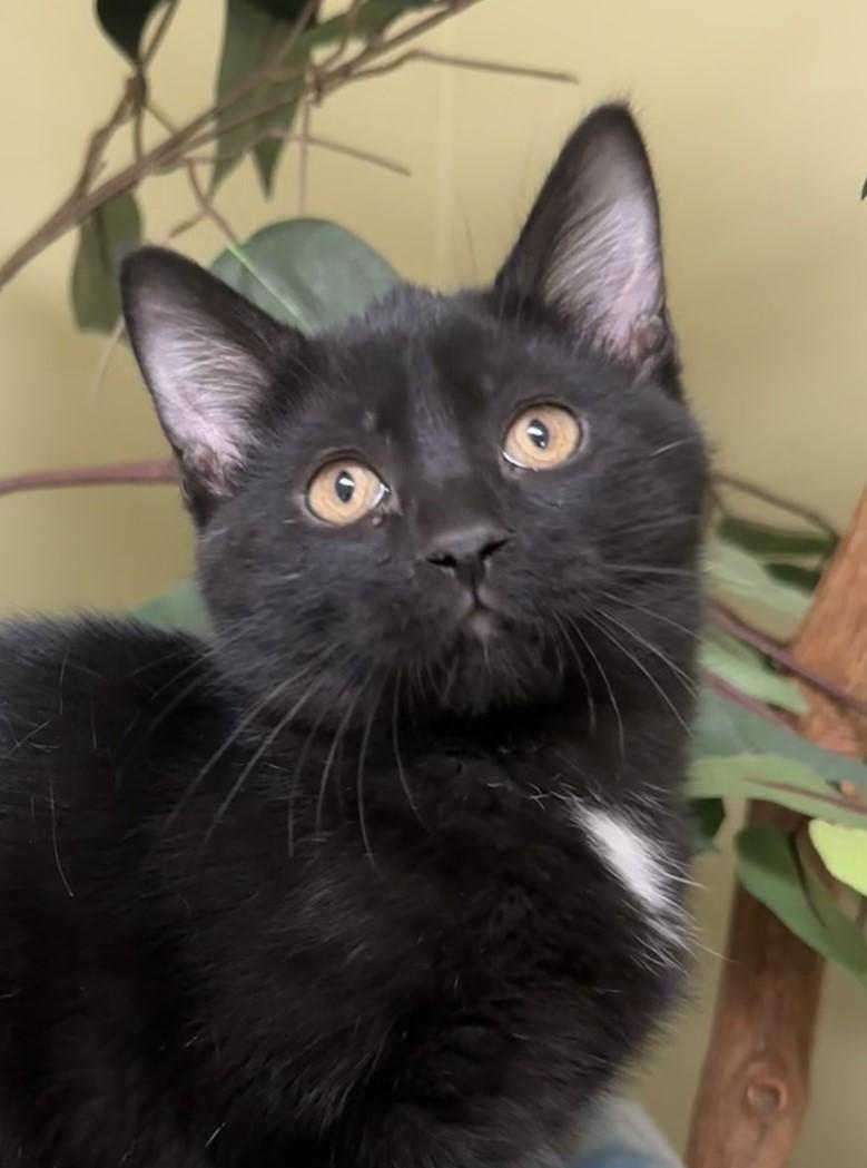 Apple Fritter, a Adoptable Domestic Short Hair in Hastings, NE image 1/3