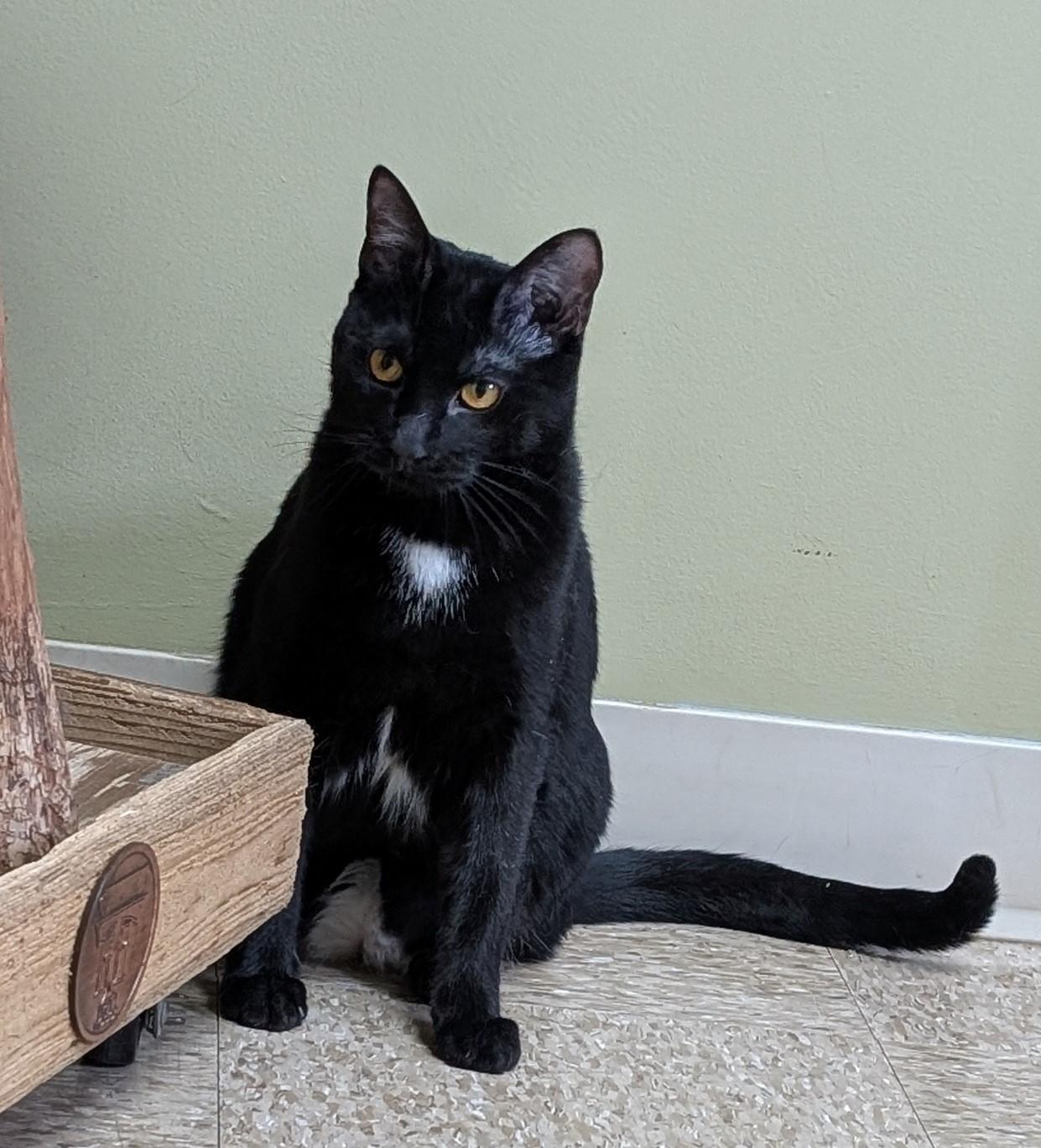 Enlarge Apple Fritter, a Adoptable Domestic Short Hair in Hastings, NE image 3/4