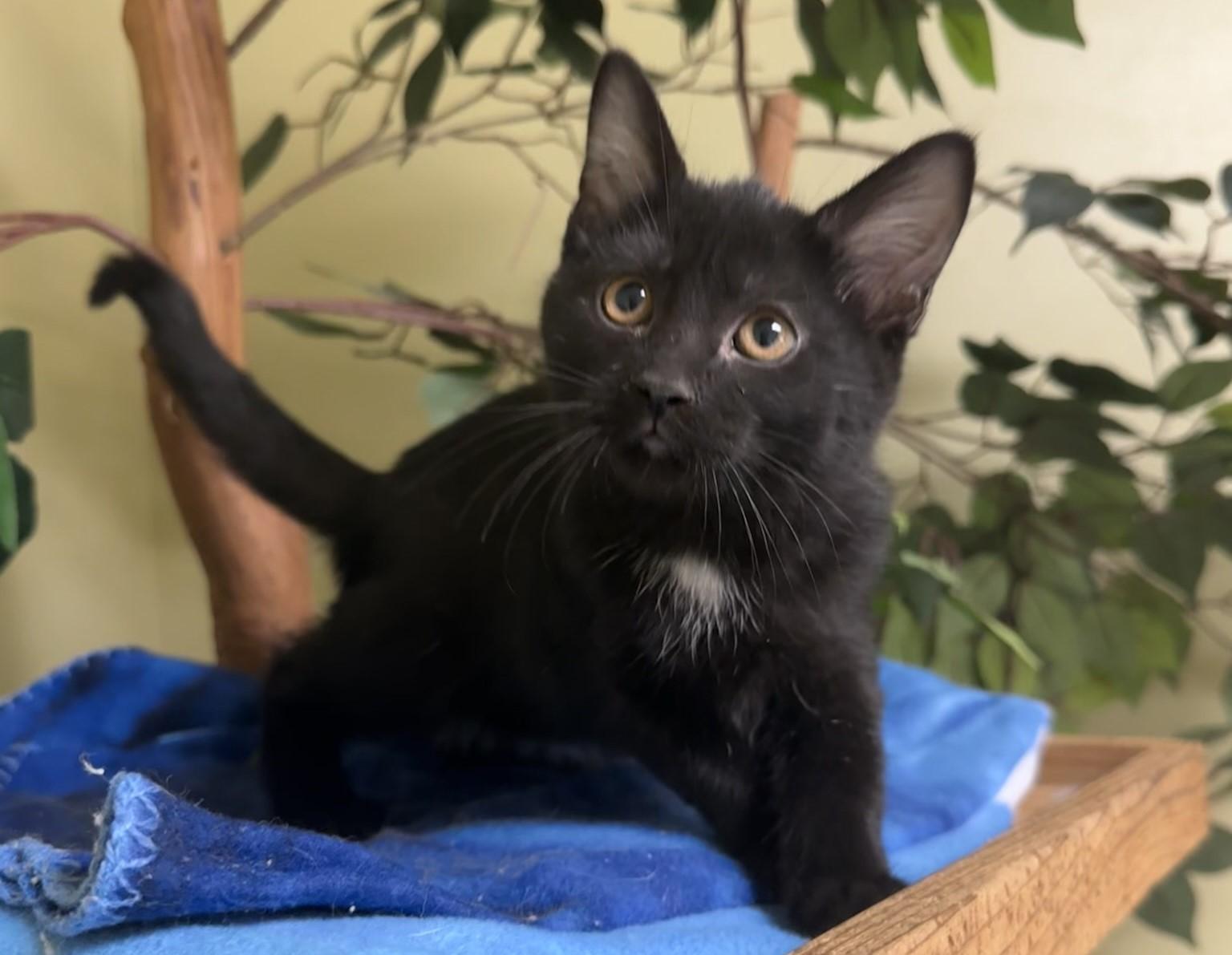 Apple Fritter, a Adoptable Domestic Short Hair in Hastings, NE image 2/3