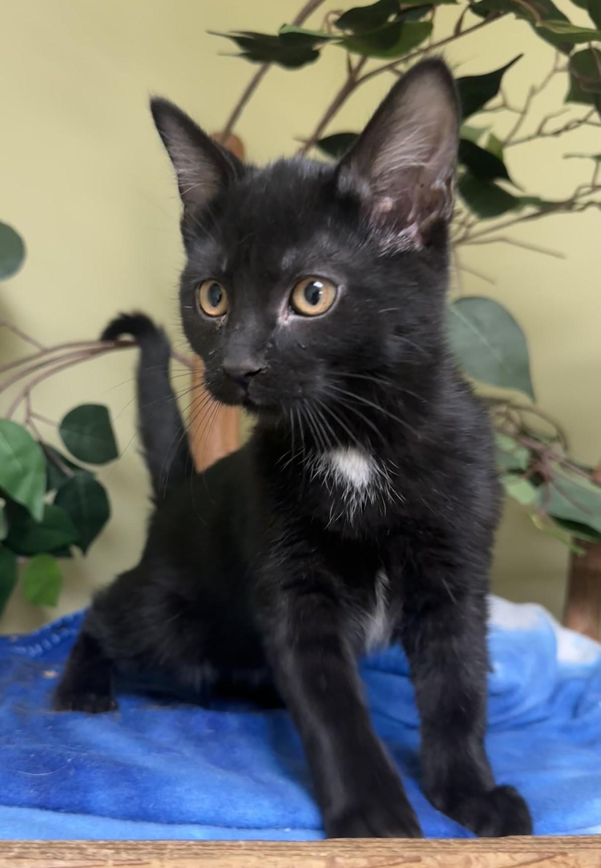 Apple Fritter, a Adoptable Domestic Short Hair in Hastings, NE image 3/3